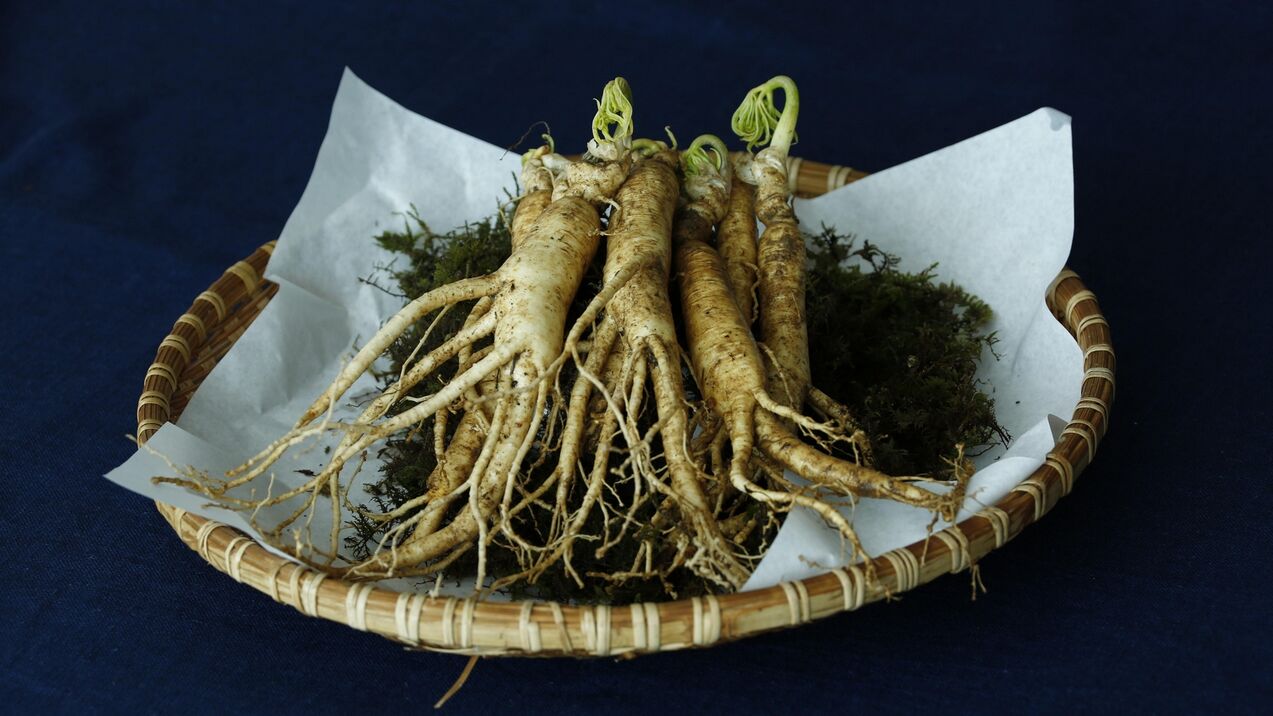 Radice di ginseng per potenza